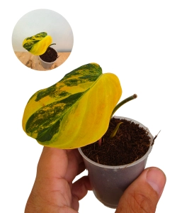 Philodendron micans aurea variegata