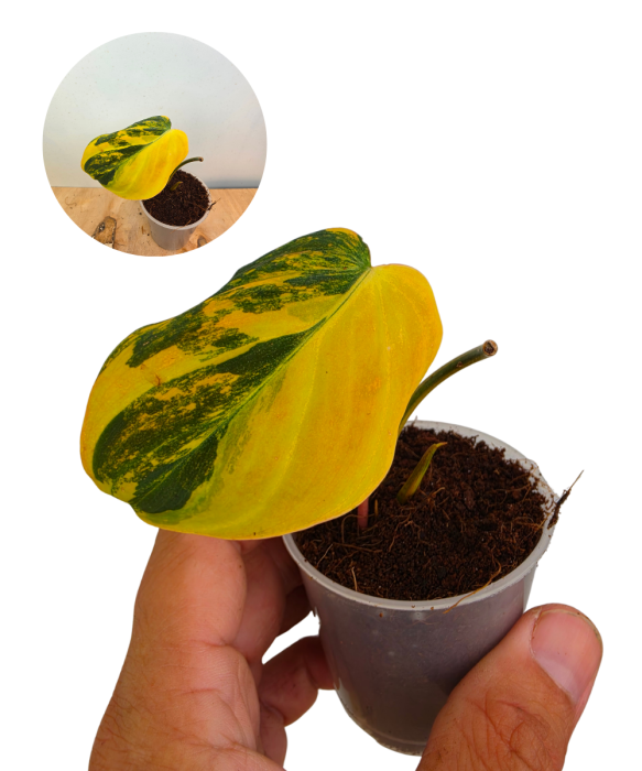 Philodendron micans aurea variegata.png