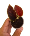 Begonia darthvaderiana w doniczce.png