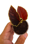 Begonia darthvaderiana w doniczce.png