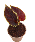 Begonia darthvaderiana zbliżenie.png