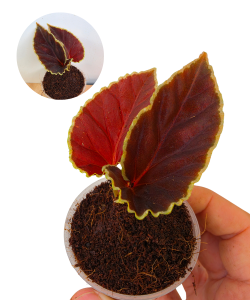 Begonia darthvaderiana