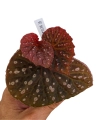 Begonia Belle NN zbliżenie.png