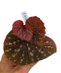 Begonia Belle NN zbliżenie.png