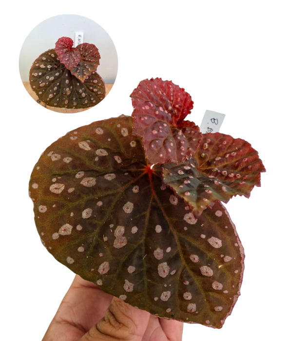 Begonia Belle NN.png