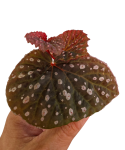 Liście Begonia Belle NN.png