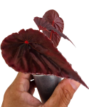 Begonia dinhdui x nothobaramensis młody liść.png