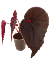 Begonia dinhdui x nothobaramensis w doniczce.png