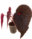Begonia dinhdui x nothobaramensis w doniczce.png