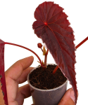 Begonia dinhdui x nothobaramensis zbliżenie.png