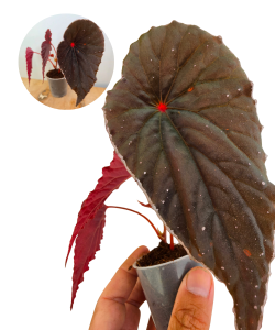 Begonia dinhdui x nothobaramensis