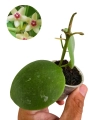 Hoya kastbergii.png