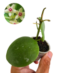 Hoya kastbergii.png
