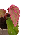 Begonia Crazy Pink liść.png