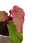 Begonia Crazy Pink liść.png