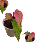 Begonia Crazy Pink zbliżenie.png
