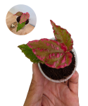 Begonia Crazy Pink.png