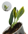 Scindapsus Dark Moonlight Golden Dust.png