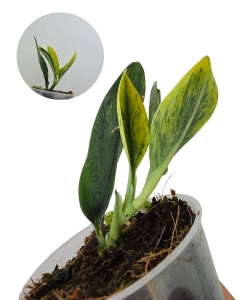 Scindapsus Dark Moonlight Golden Dust