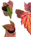 Begonia Crazy Pink liście.jpg