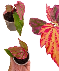 Begonia Crazy Pink