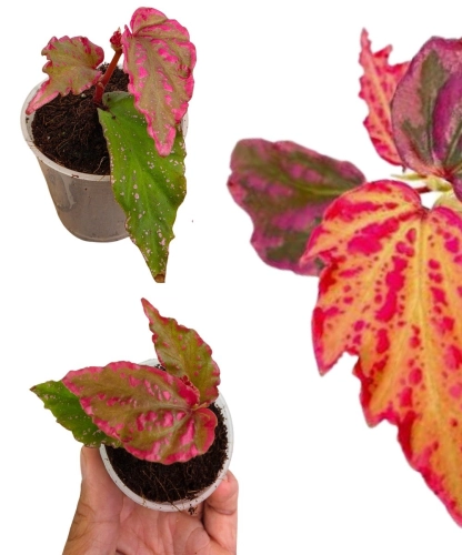 Begonia Crazy Pink liście.jpg