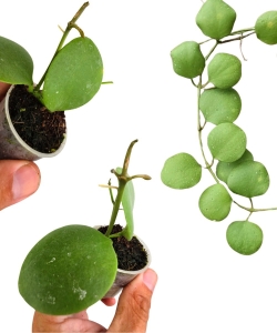 Hoya kastbergii