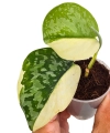 Scindapsus siak albovariegata Halfmoon liście.png