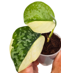 Scindapsus siak albovariegata Halfmoon liście.png