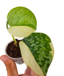 Scindapsus siak albovariegata Halfmoon zbliżenie.png
