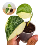 Scindapsus siak albovariegata Halfmoon.png