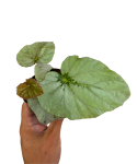 Begonia U489 liście.png