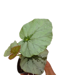 Begonia U489 zbliżenie.png