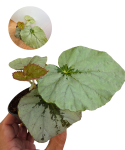 Begonia U489.png