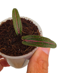 Sadzonka Piper Red Spider Borneo.png