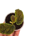 Begonia sp. Timika włochate liście.png