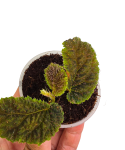 Begonia sp. Timika włochate liście.png