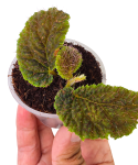 Begonia sp. Timika zbliżenie.png