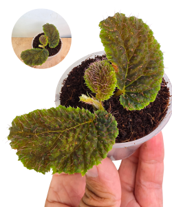 Begonia sp. Timika