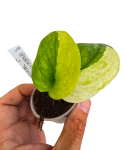 Scindapsus Spearmint Tricolor liście.png