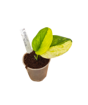 Scindapsus Spearmint Tricolor w doniczce.png