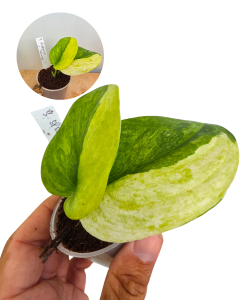 Scindapsus Spearmint Tricolor