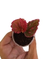 Begonia Furia w doniczce.png