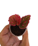 Begonia Furia w doniczce.png