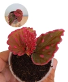 Begonia Furia.png