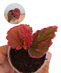 Begonia Furia.png