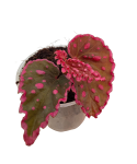 Zbliżenie Begonia Furia.png