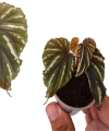 Begonia keranji liście.png