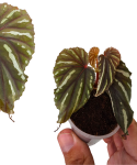 Begonia keranji liście.png