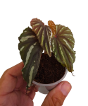 Begonia keranji zbliżenie.png